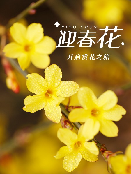 追花指南第二期！京城三月里最撩人的玉蘭觀賞地