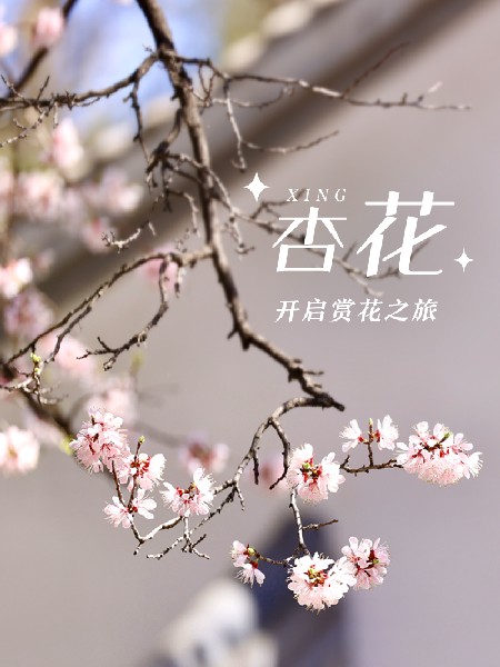 追花指南第六期！杏花雨 楊柳風 北京最美的杏花在這里