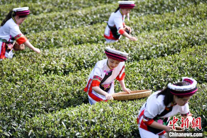 白族村民在茶園采摘。　楊華峰 攝