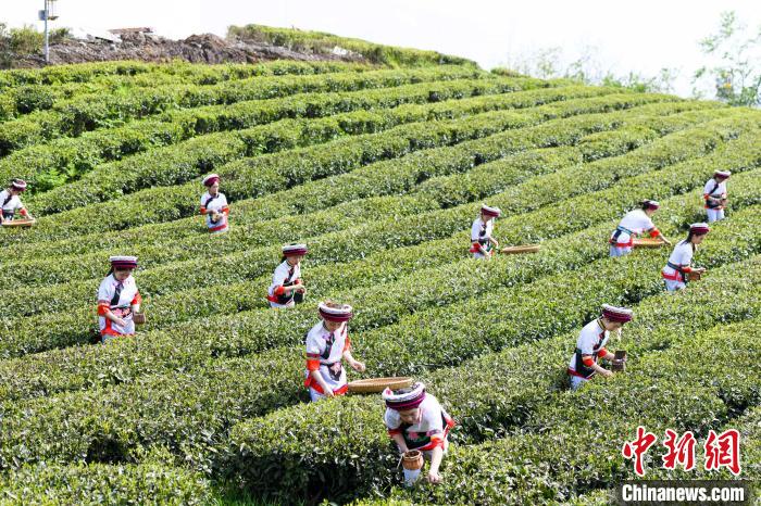 眾多白族村民身著民族服飾走進(jìn)茶園采摘?！钊A峰 攝