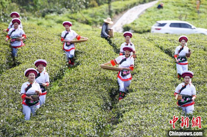 白族村民走進(jìn)茶園采摘。　楊華峰 攝