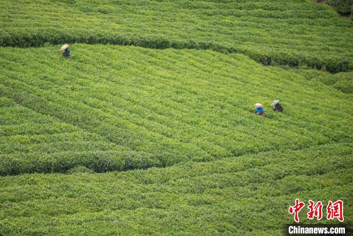 茶農(nóng)采摘谷雨茶?！√普?攝