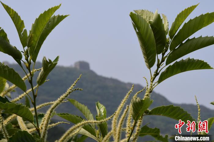 長城腳下，“栗”花盛開。　郝云崎 攝