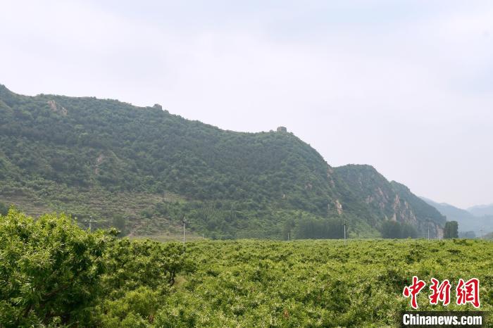 長城腳下萬畝栗花綻放，散發(fā)出淡淡清香?！『略破?攝