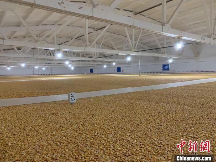 倉內(nèi)清涼干爽、遍地金黃，上千平方米的糧食盡收眼底?！⊥趸萘?攝