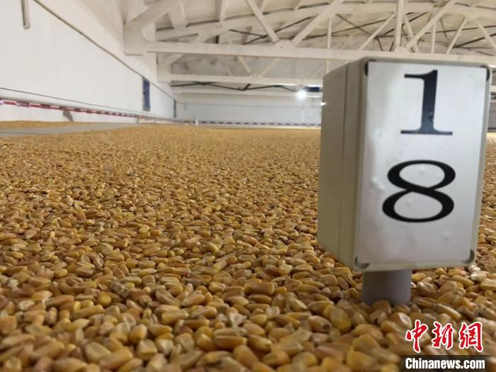 數(shù)千噸的小麥、玉米如同一塊塊被“切平”的巨型蛋糕“鑲嵌”在地面上?！⊥趸萘?攝
