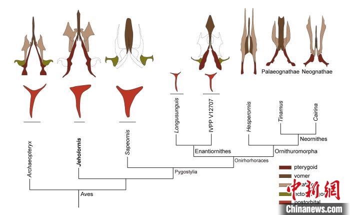 最原始鳥類“熱河鳥”最新研究：嗅覺更好、日行主導