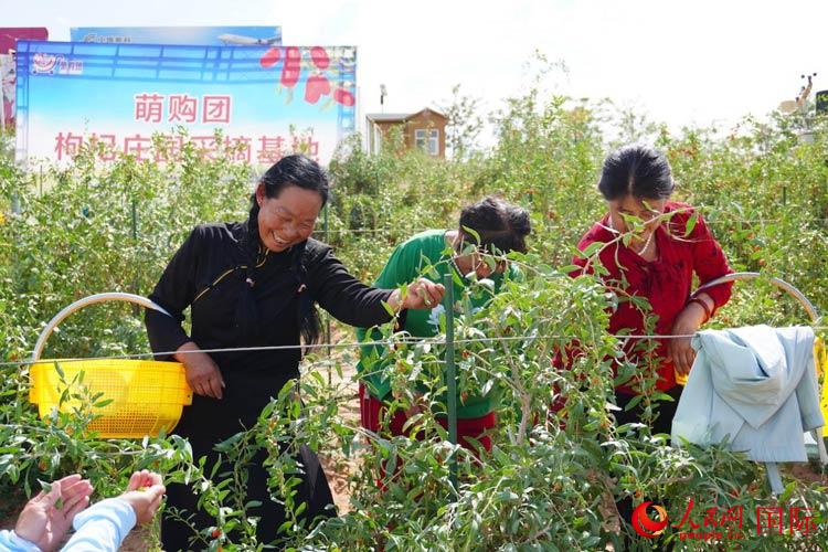 中寧縣來自西海固的移民大姐們一邊采摘新鮮枸杞一邊歌唱，笑由心生。人民網(wǎng)記者 何蒨攝