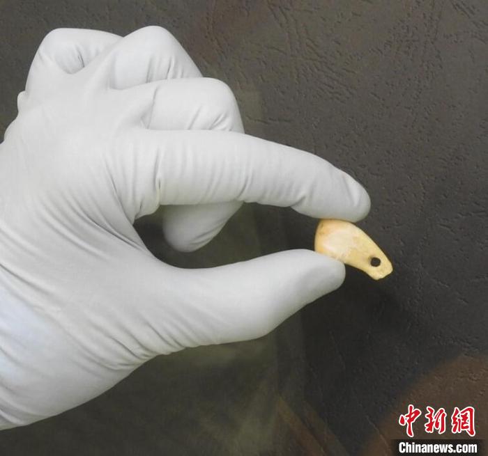 打孔鹿牙墜飾提取DNA后(圖片來自馬克斯·普朗克演化人類學(xué)研究所)?！∈┢樟指瘛ぷ匀?供圖