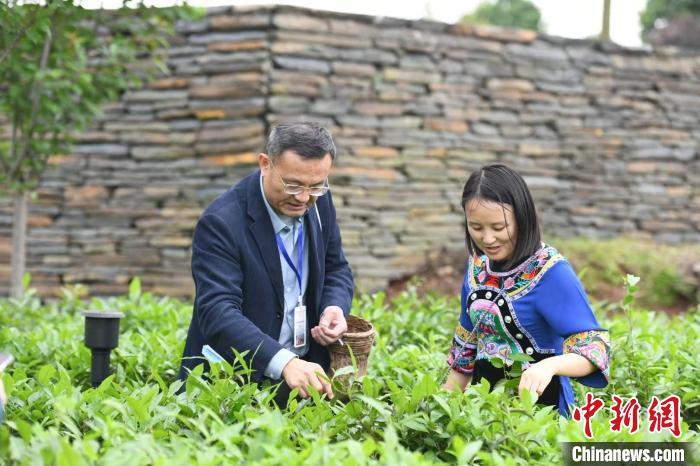 東盟國家媒體記者在辰龍關(guān)茶園采茶?！钊A峰 攝