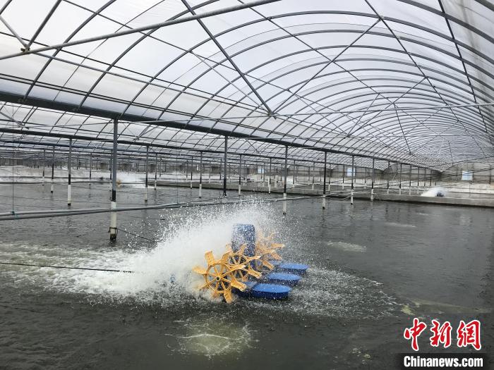 南美白對蝦養(yǎng)殖基地。　象山蝦蟹科技小院供圖