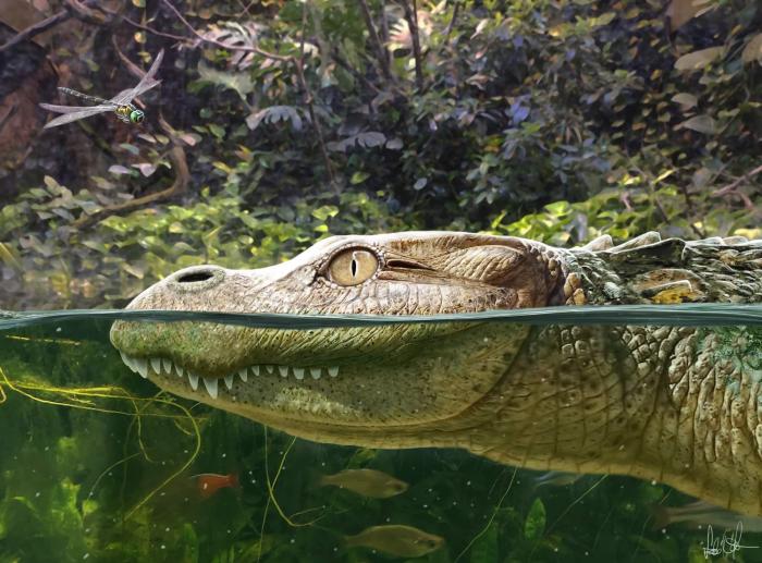 Alligator munensis藝術(shù)復(fù)原圖(圖片來(lái)自Márton Szabó)?！∈┢樟指瘛ぷ匀?供圖