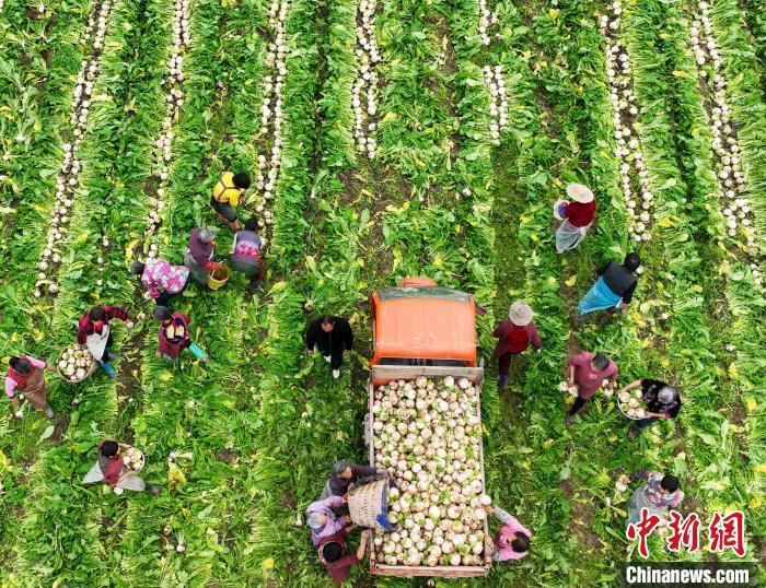 資料圖：村民在采收白蘿卜。劉永紅 攝