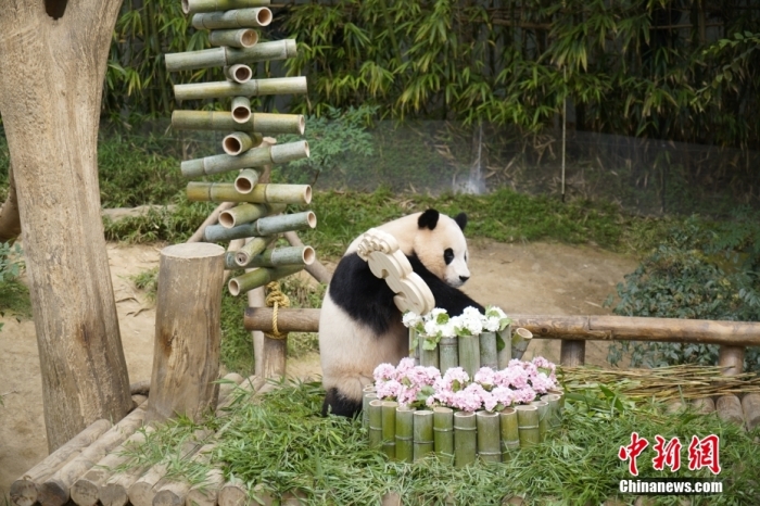 資料圖：旅韓大熊貓“福寶”。<a target='_blank' href='/'><p  align=