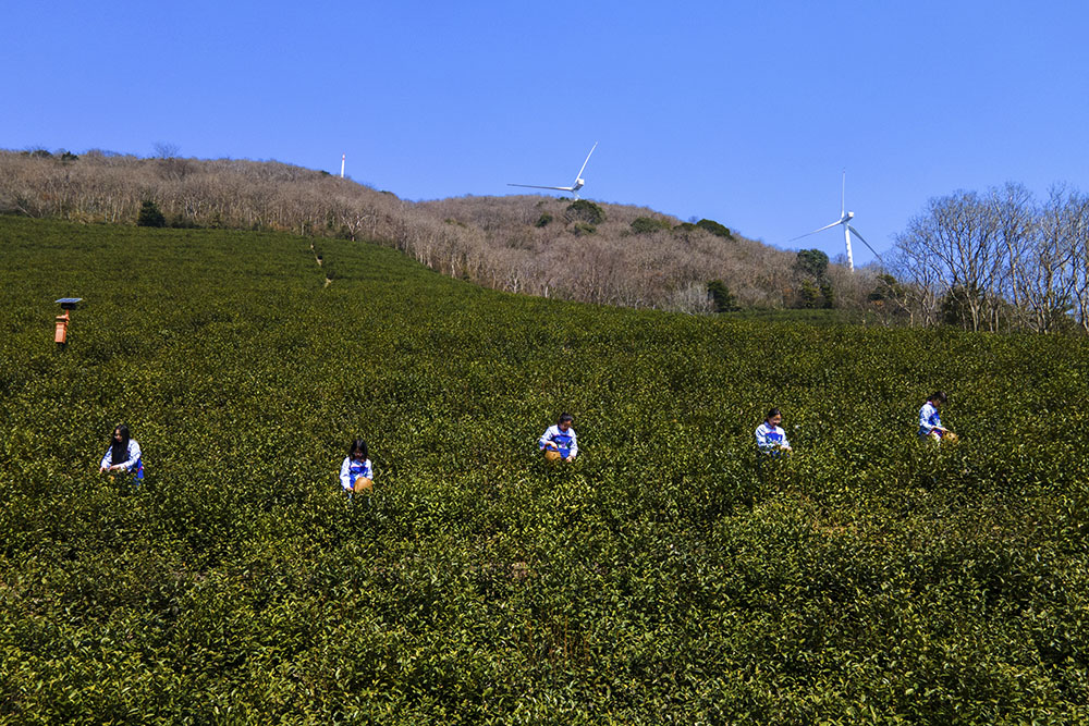 茶農(nóng)們搶抓晴好天氣采摘春茶。楊云中攝