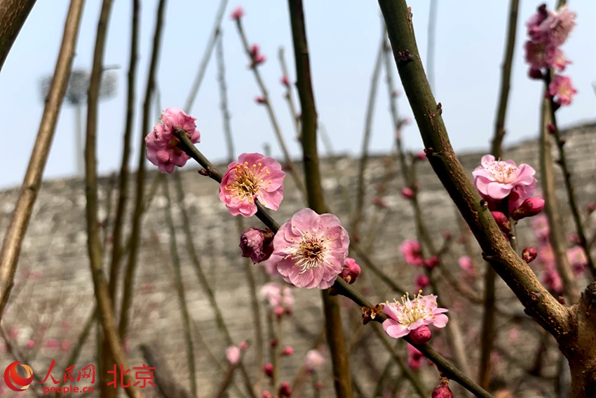 明城墻遺址公園梅花初綻。 人民網(wǎng) 池夢(mèng)蕊攝