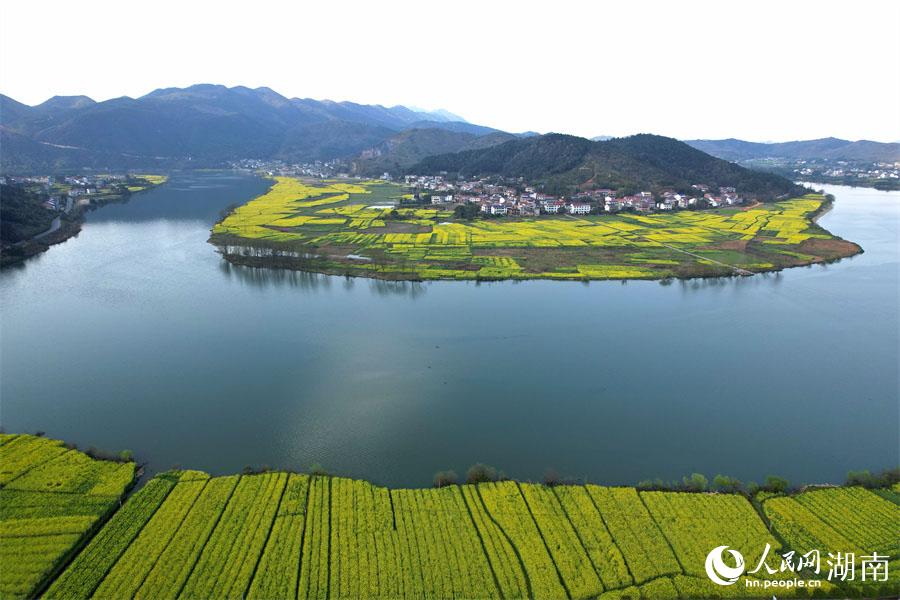 春江水暖，油菜花開(kāi)。人民網(wǎng) 李芳森攝