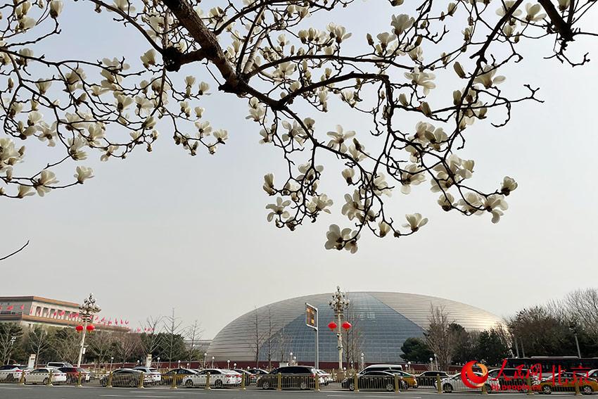 長安街畔玉蘭綻放。人民網(wǎng) 尹星云攝
