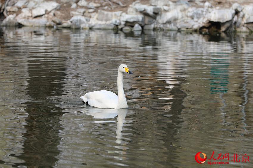 北京動(dòng)物園水禽湖上，水鳥(niǎo)游弋其中，傳遞春的消息。人民網(wǎng) 尹星云攝
