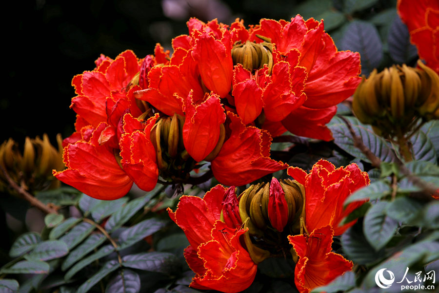 一朵朵紅花在枝葉頂端綻放。人民網(wǎng) 陳博攝