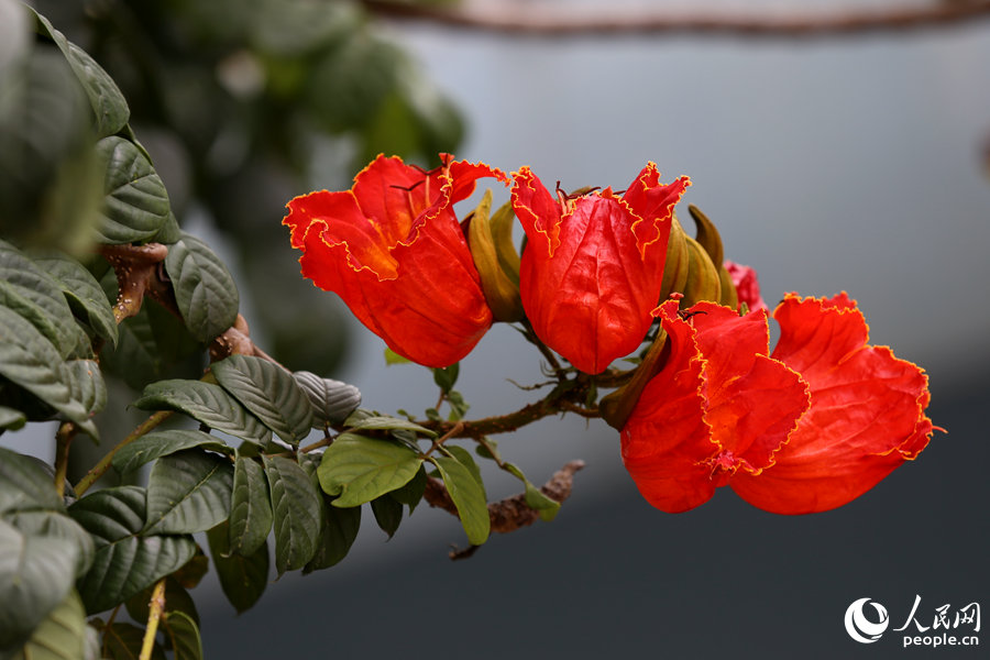 火焰木花朵呈紅色或橙紅色。人民網(wǎng) 陳博攝