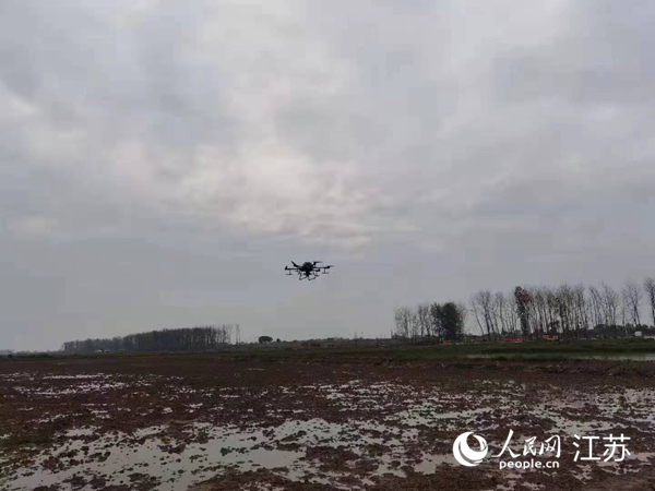 勝利圩高標(biāo)準(zhǔn)農(nóng)田進(jìn)行無人機水稻播種。陽江鎮(zhèn)供圖
