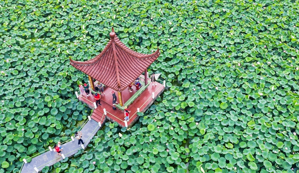 圖為金湖萬(wàn)畝荷花蕩。陳義寶攝