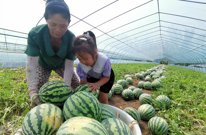 在北辰區(qū)雙街鎮(zhèn)的西瓜種植基地內(nèi)，種植農(nóng)戶們正忙著采收。陳立興攝