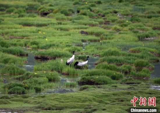 圖為祁連山國家公園青海片區(qū)內(nèi)的黑頸鶴?！∑钸B山國家公園青海省管理局供圖 攝