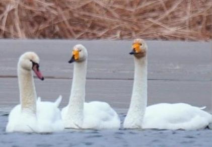 圖為疣鼻天鵝與大天鵝?！∏嗪夜珗@觀鳥協會供圖 攝