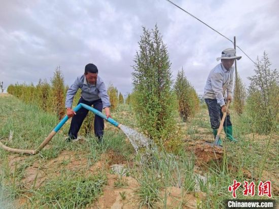圖為扎西和村民給樹(shù)澆水?！∑钤鲚怼z