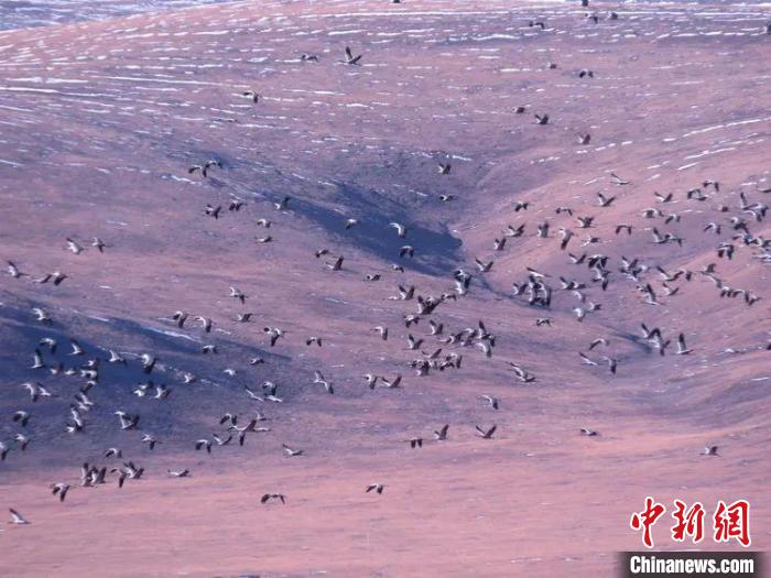 圖為黑頸鶴翔集于青海嘉塘草原上?！∏嗪Ｊ∮駱?shù)藏族自治州稱(chēng)多縣委宣傳部供圖