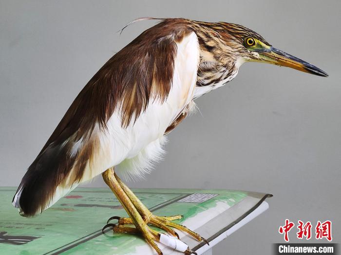 圖為被救助的國家一級重點保護動物池鷺。　柳澤田 攝