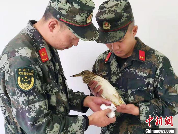 圖為武警官兵正在為國家一級重點保護動物池鷺包扎。　柳澤田 攝