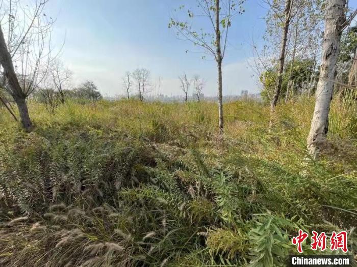 發(fā)現(xiàn)的加拿大一枝黃花?！畈?攝
