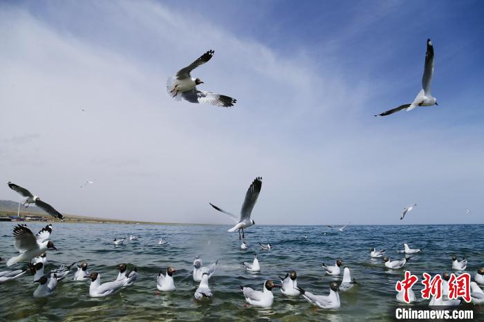 圖為水鳥在青海湖飛翔?！●R銘言 攝
