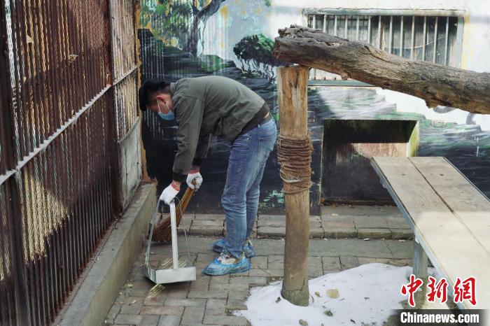 圖為雪豹“奶爸”史壽軍正在打掃豹館衛(wèi)生?！●R銘言 攝