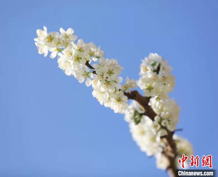 李花盛開(kāi)?！『吻搴?攝
