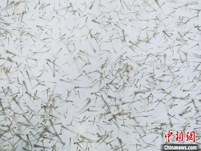 圖為魚苗。　張?zhí)砀?攝