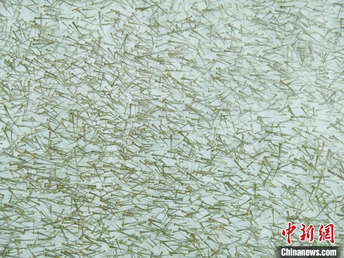 圖為密集培育的魚苗。　張?zhí)砀?攝
