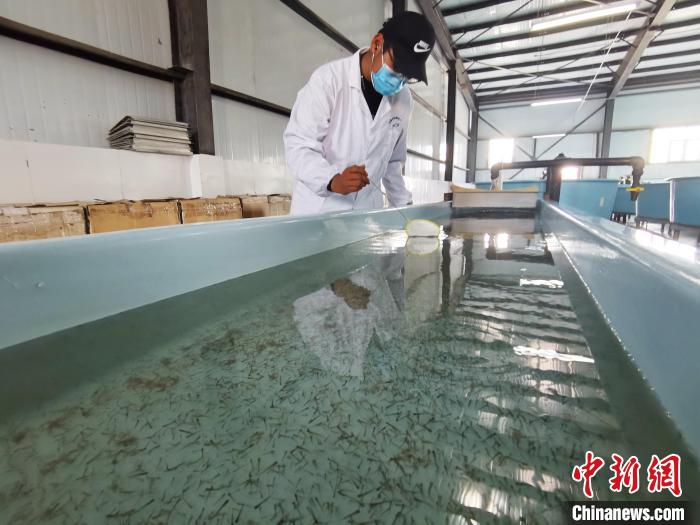 圖為工作人員檢查魚苗?！?zhí)砀?攝
