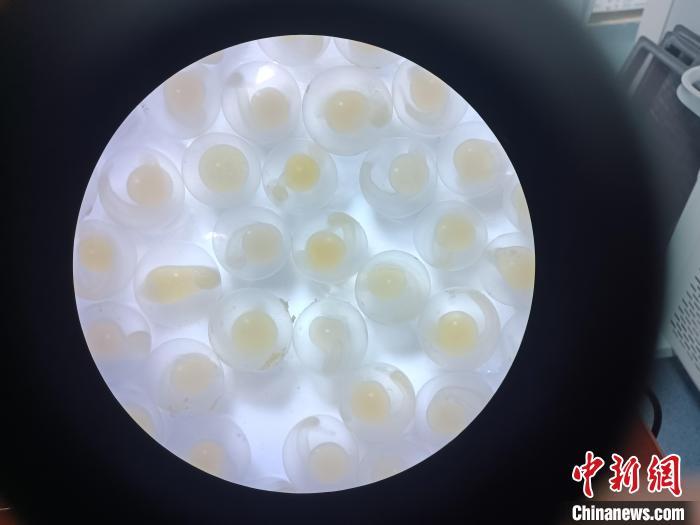 圖為顯微鏡下的魚卵?！∏嗪：沲幘茸o(hù)中心 供圖