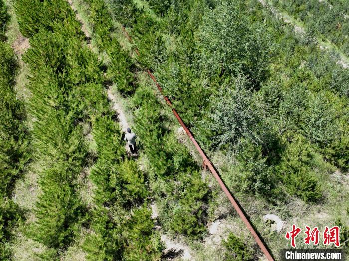 航拍建行青海省分行綠化區(qū)施工隊隊長盧占祥正在巡護綠化區(qū)。　祁增蓓 攝