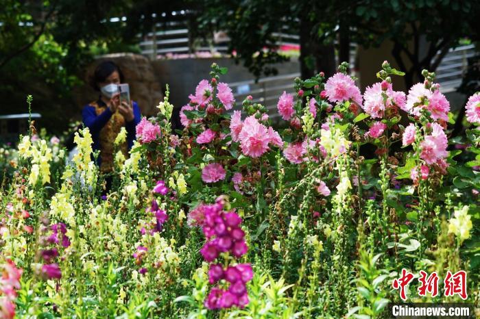 圖為市民在西寧園林植物園內(nèi)賞花拍照。　馬銘言 攝