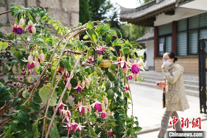 圖為市民在西寧園林植物園內(nèi)觀賞花卉。　馬銘言 攝