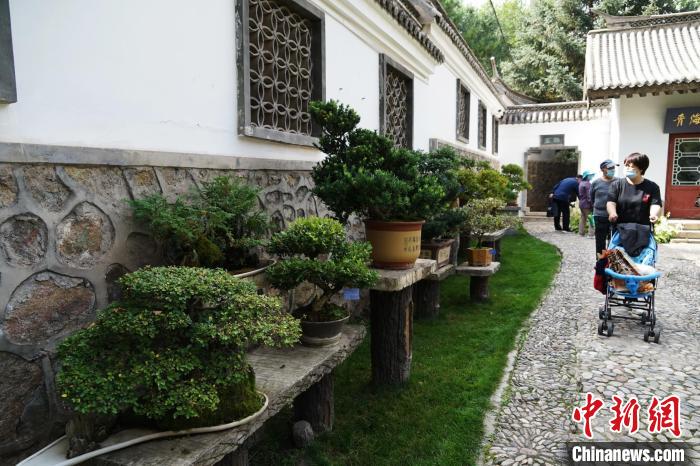 圖為市民在西寧園林植物園內(nèi)觀賞盆景。　馬銘言 攝
