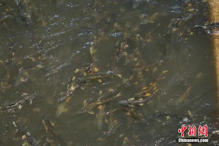 資料圖：圖為今年5月底到8月初，青海湟魚洄游產(chǎn)卵 馬銘言攝
