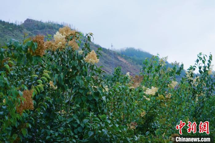 圖為西寧北山上的丁香樹?！●R銘言 攝