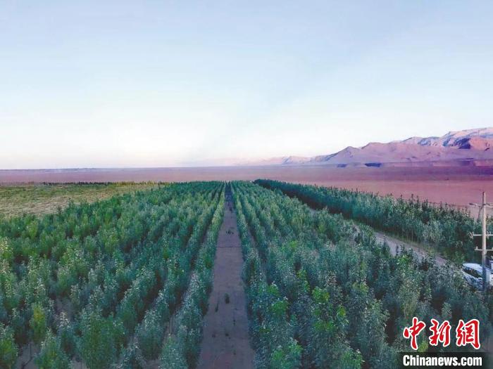 圖為格爾木境內(nèi)種植的綠樹?！「駹柲救诿襟w中心供圖