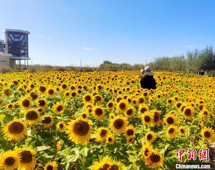 圖為格爾木境內(nèi)的向日葵花海?！「駹柲救诿襟w中心供圖